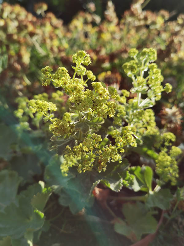Alchemilla mollis